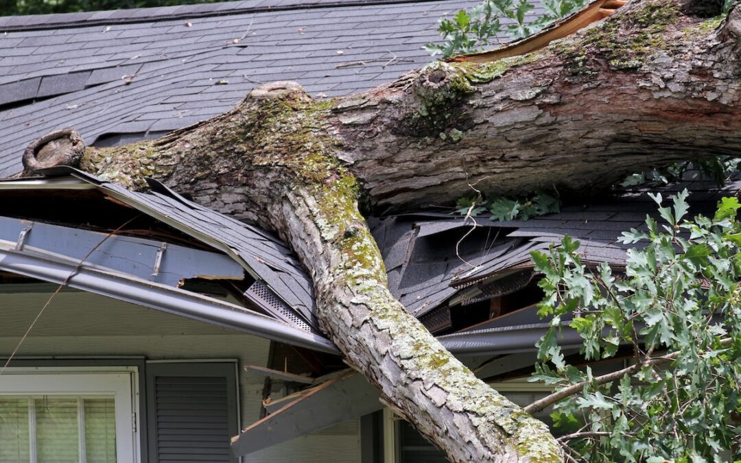Heavy Oak Tree Demolishes a House Roof